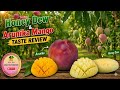 HONEY DEW & ARUNIKA MANGO TASTE REVIEW | হানি ডিউ ও অরুনীকা আমের টেষ্টে রিভিউ @DasgharaFruitsGarden