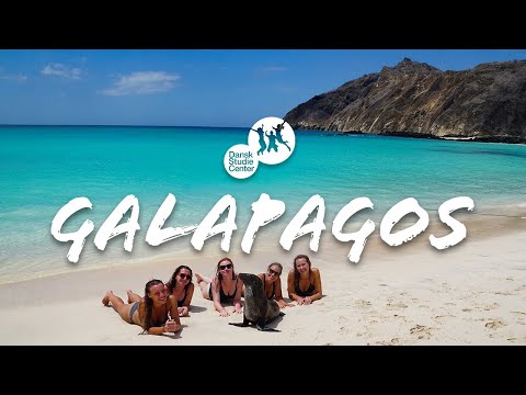 Video: Sådan turnerer du Galapagos-øerne på et budget