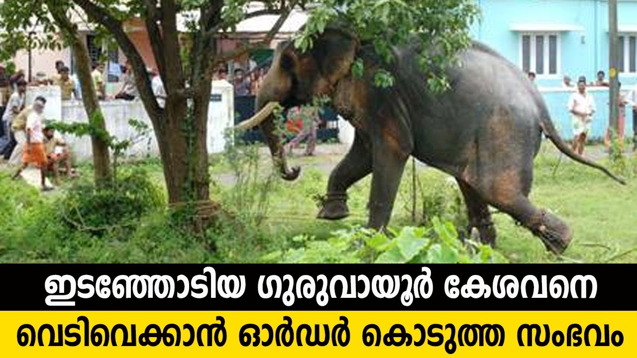 Guruvayur had to give an order to shoot Keshavan guruvayoor kesavan  guruvayoor elephants