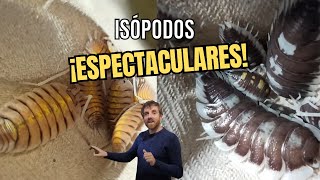 ISÓPODOS ESPECTACULARES | Bolivari, succintus, ornatus, nicklesi by Fanmascotas 706 views 3 months ago 8 minutes, 38 seconds