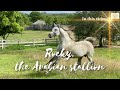 Rocky, the Arabian stallion