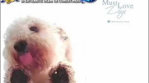 Solucion error Could Not Find Flash.ocx