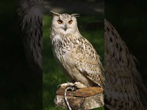 Night Eyes #owlwisdom #nightcalm #mindfulanimals #naturewisdom #relaxingshortsvideos #relax