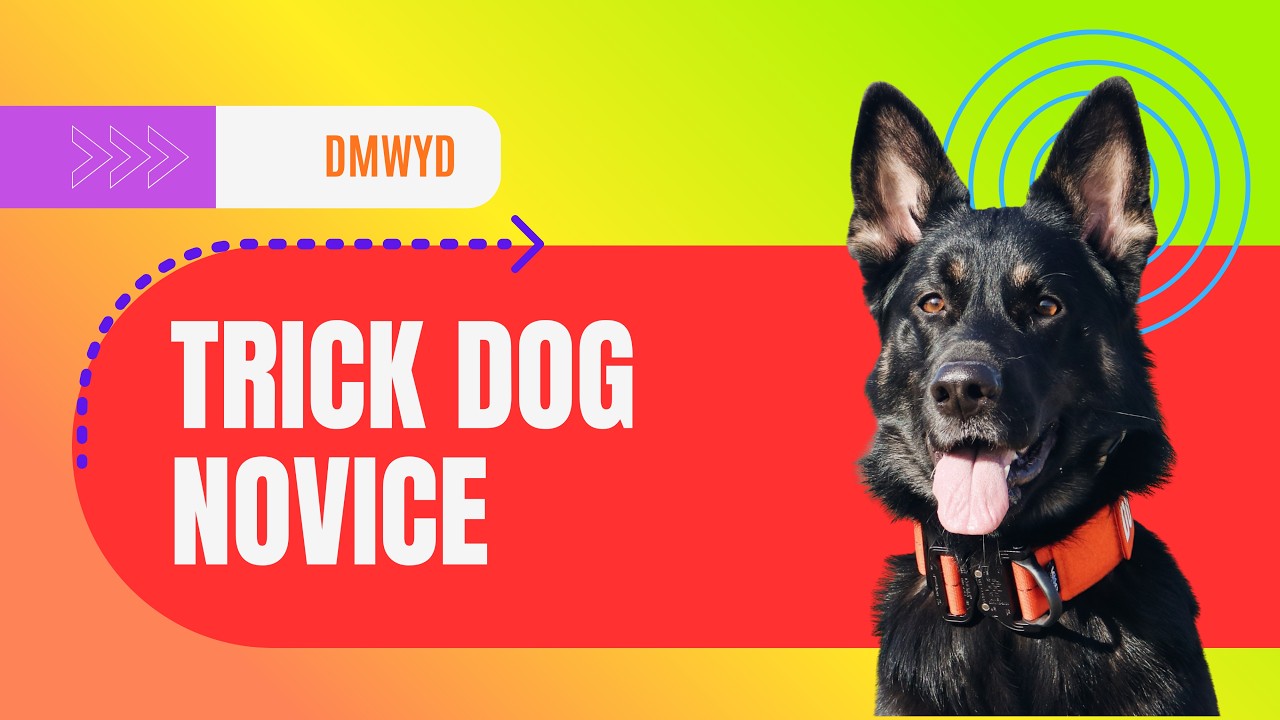 do-more-with-your-dog-juneau-s-novice-dog-tricks-ntd-youtube