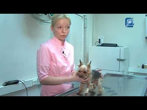 Ветеринарный Центр 'Раденис'