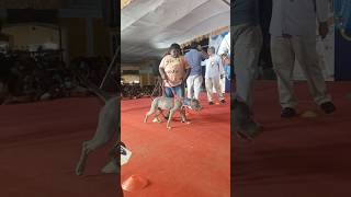 pit bull 🔥 powerful dog ⚡ #pitbull #puducherry #tamil #dog #dogshow #ak #thalapathy 💥 screenshot 3