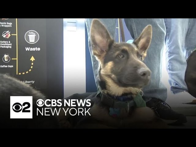 Newark Liberty Airport Goes To The Dogs