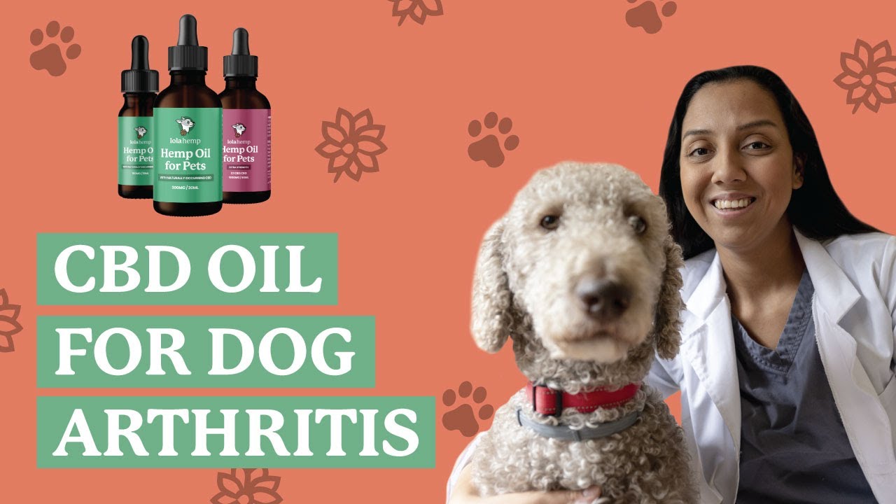 CBD Oil for Dog Arthritis