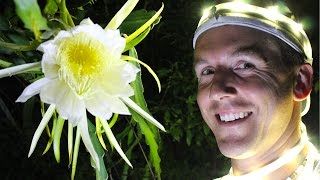 How to Hand Pollinate DRAGON FRUIT