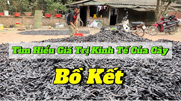 Tìm hiểu giá trị kinh tế của cây Bồ kết |