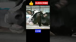 Cow || Cow sound || #shorts #cowsound #trending #viral