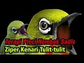 Terapi Pleci Nembak Variasi Paling Ampuh!!!