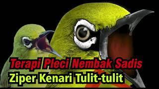 Terapi Pleci Nembak Variasi Paling Ampuh!!!