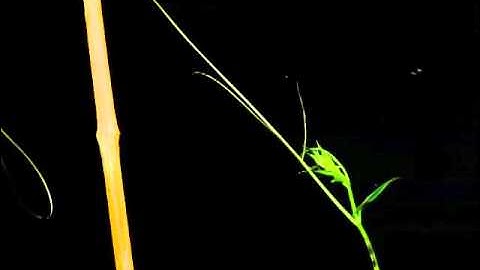 Time-lapse of cucumber tendril coiling