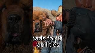 Mindblown Facts of Tibetan Mastiff