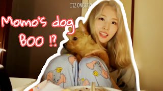 [TWICE] Meet Momo&#39;s dog, Boo🐕 (Eng sub)