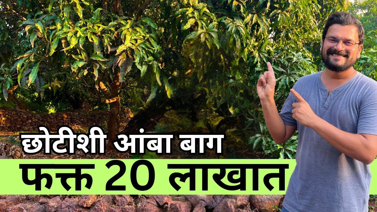 कोकणात आंबा बाग 20 लाख Negotiable दरामध्ये उपलब्ध !