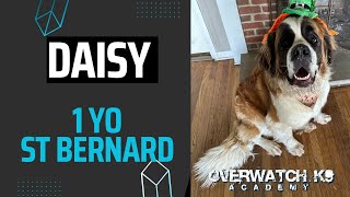 Daisy | 1 Year Old St. Bernard | Obedience Training | Distraction Training | Big Dog Training