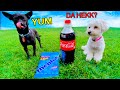 DOGS REACT TO COKE AND MENTOS!!