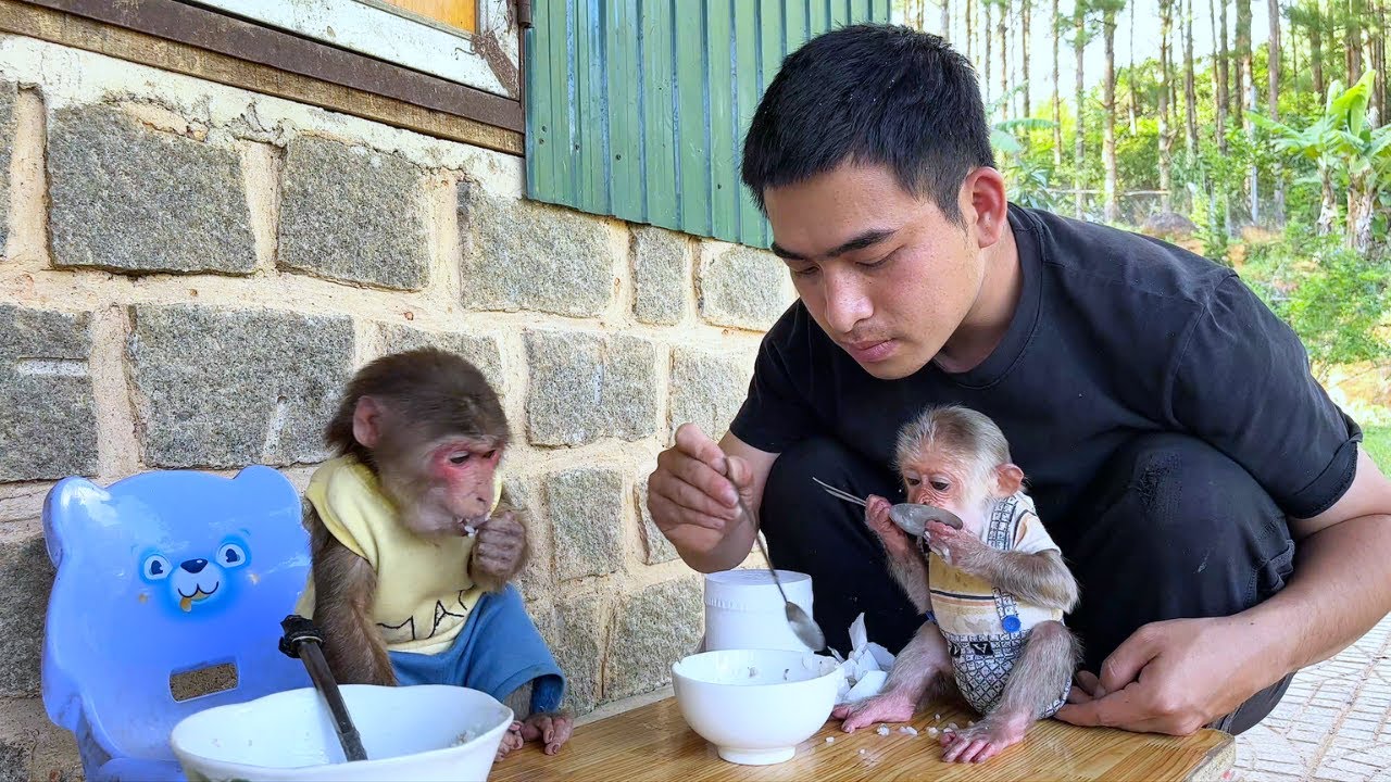 Monkey Max and Hope Excited Happy Enjoy Special Meal After Recover Time!