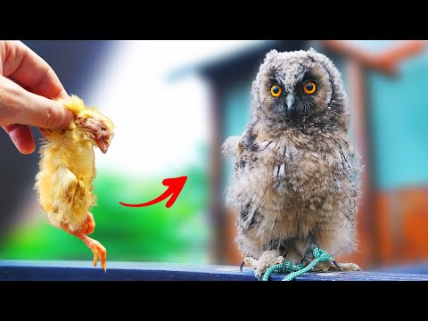 Are You A PREDATOR Or NOT? | We SAVED A LITTLE OWL And Here's What Happened To Him A Month Later