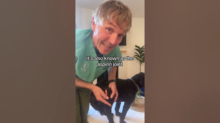 Natural Pet Arthritis Solution: Acupressure at home!