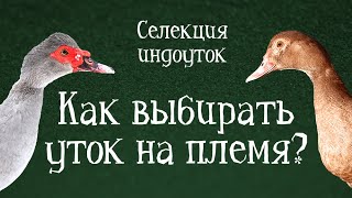 ЧТО ТАКОЕ СЕЛЕКЦИЯ И С ЧЕМ ЕЁ ЕДЯТ? - Селекция индоуток - Содержание и разведение мускусных уток