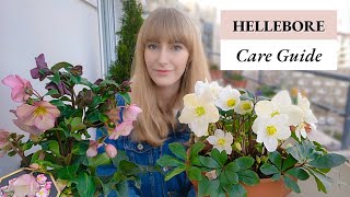 How to Grow Hellebores in Pots  Complete Care Guide