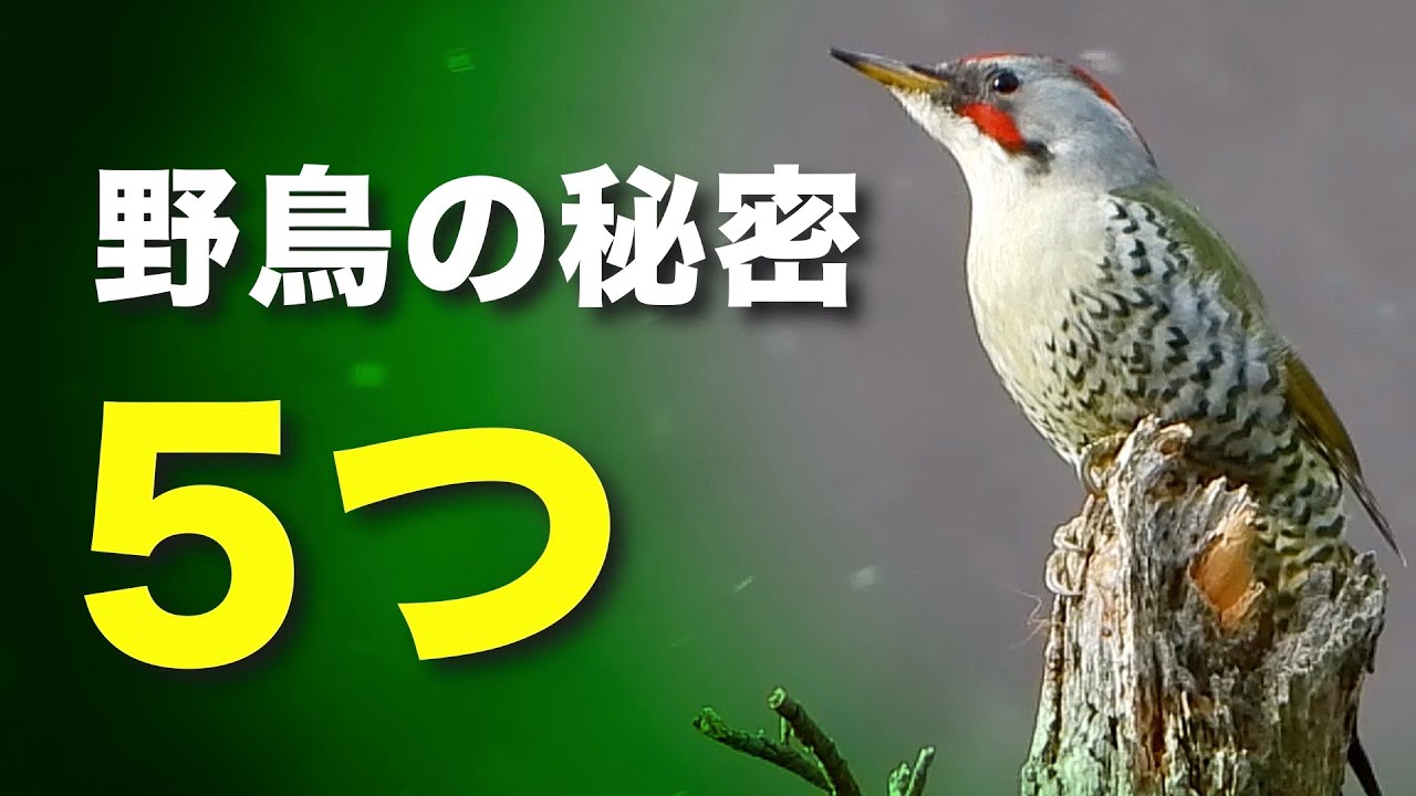 野鳥の不思議に迫る！知られざる５つの秘密