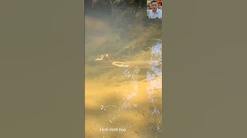 Cá bắt ếch đang lội #shortvideo #snake #dongvat #animals #thegioidongvat #short