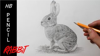 how to draw a rabbit pencil drawing for beginners