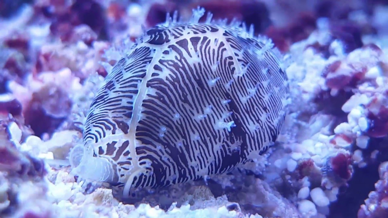 Monetaria Moneta Snail Youtube Monetaria Moneta Snail Youtube