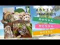 おかやどかり　紹介編