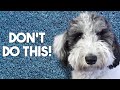 5 Common Mistakes That Shorten Your Aussiedoodle’s Life