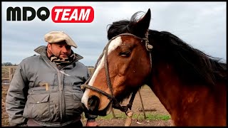 VIDA CAMPESTRE - TRABAJOS RURALES CON CABALLOS