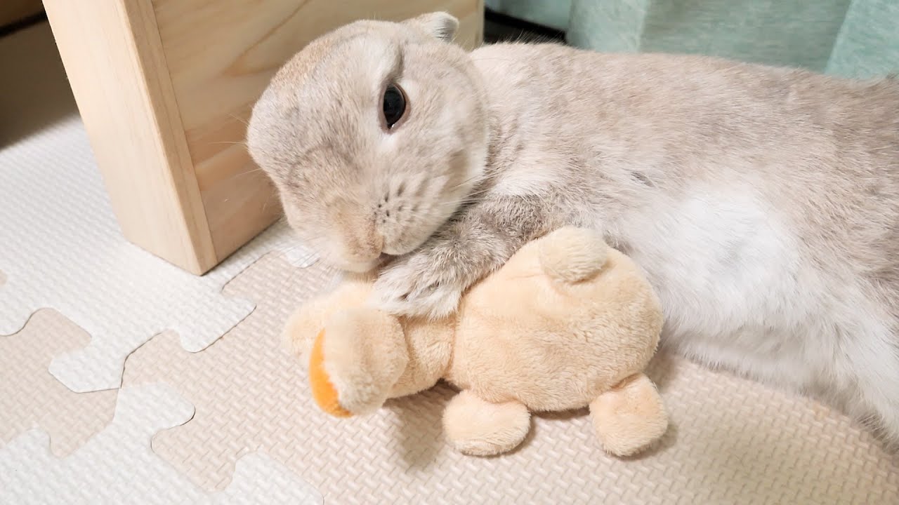Amazon.co.jp: ぬいぐるみ Brunaファミリー うさぎSS ホワイト