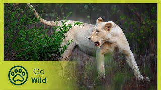 Against All Odds  White Lions: Born Wild 1/2  Go Wild