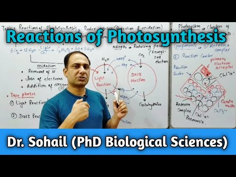 Reactions Of Photosynthesis | Photosystems | Light Reaction | Dark Reaction | 11Th Biology