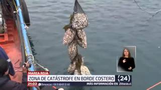 TVN - Zona de catástrofe borde costero Los Lagos
