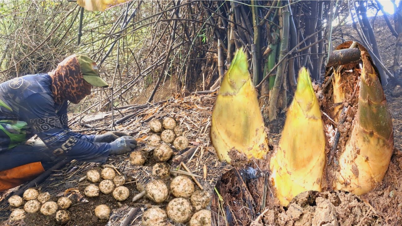 โชคสองชั้นอีกแล้ว‼️ครับ พ้อเห็ดเผาะหนังในดงหน่อไม้ แถมดงนี้..หน่อนางดินแต่ละกอออกหน่องามคัก 26พ.ค.68