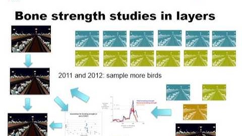 DJ de Koning: QTL mapping, GWAS & RNA sequencing to improve bone strength in laying hens.