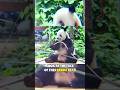 This Panda Learned This Funny Expression From His Keeper Panda Breaks Bamboo Panda Funny Face