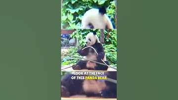 Panda ini belajar ekspresi lucu ini dari penjaganya! || panda mematahkan bambu #panda #lucu #wajah