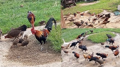 Nyob zoo os los saib kuv coj qaib os 26(6/25