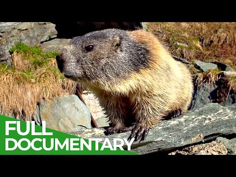 Marmots: The Inhabitants of the Alps | Free Documentary Nature