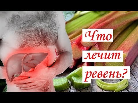 Что лечит ревень?