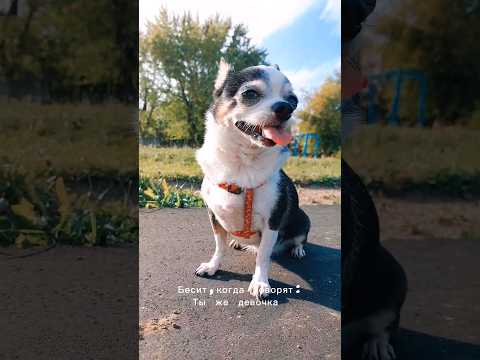 Tik-Tok: Мысли собаки 🐶