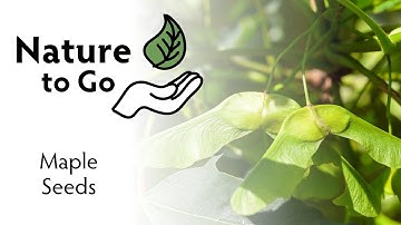 Nature to Go | Maple Tree Seeds — Nature’s Helicopters