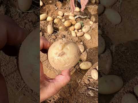 بطاطس وادي الدواسر
