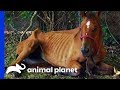 Emaciated horse rescued in time to save her life  animal cops houston